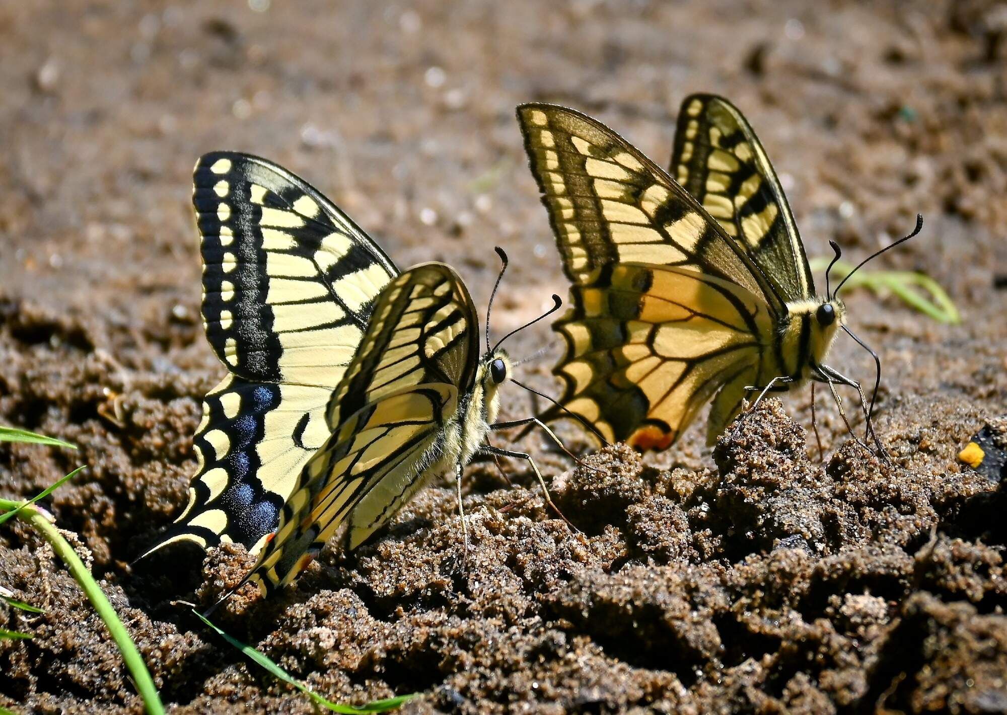 rajce-photo-1685640256 (1)